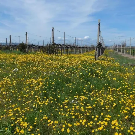 Elegant In With Swimming Pool Featuring Nature And Tranquillity