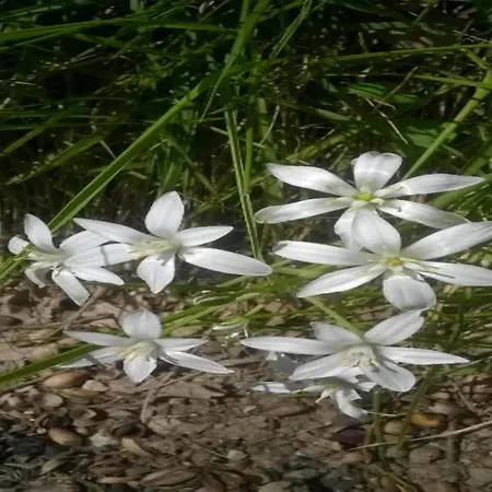 Сasa de vacaciones Elegant In With Swimming Pool Featuring Nature And Tranquillity *